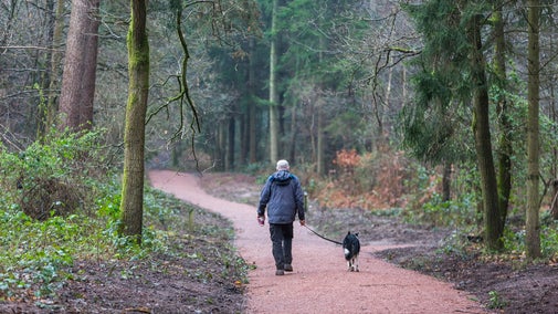 Dog walking comer woods winter